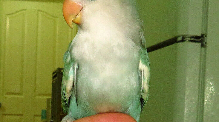 SUPER TAME handfed baby lovebird (whitefaced blue pied)==ON HOLD