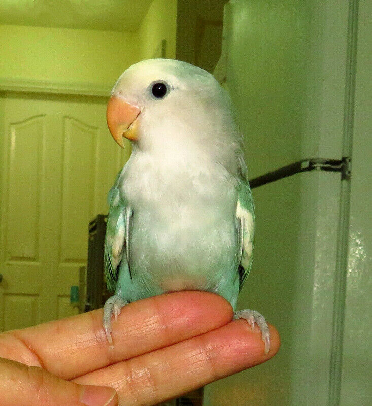 SUPER TAME handfed baby lovebird (whitefaced blue pied)==ON HOLD