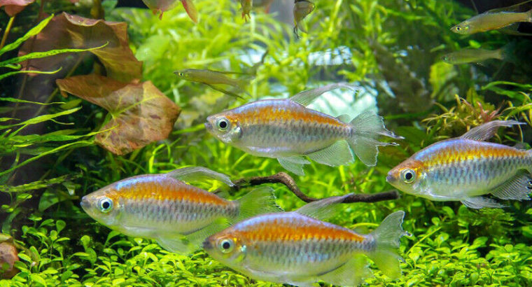 Congo Tetra- FREE