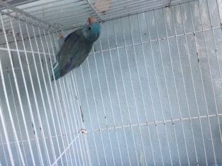 Parrotlet