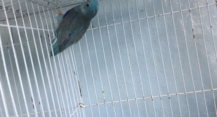 Parrotlet