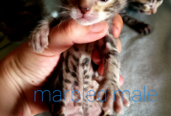 F4 Beautiful Bengal Kittens! Reserve yours today! Ready in June!