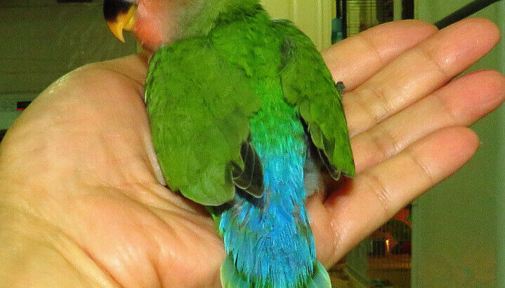 SUPER TAME handfed baby lovebird (peachface green)==ON HOLD