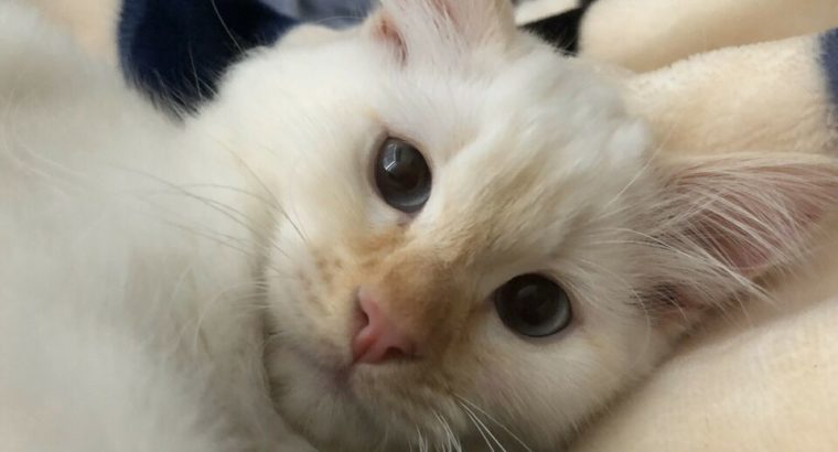 Fluffy White Kitten for Sale! Blue eyed Flamepoint