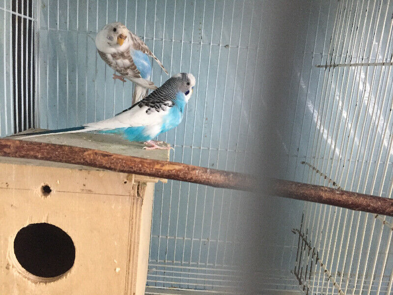 Budgies