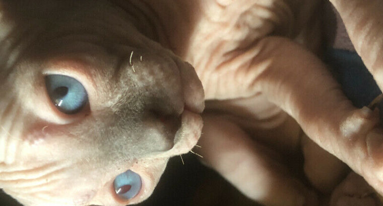 STUNNING SPHYNX (hairless) KITTENS