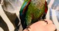 Two young conures