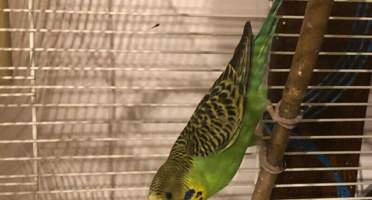 Female budgie