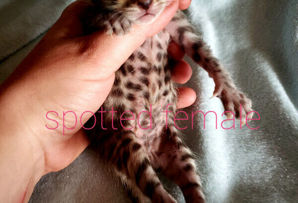 F4 Beautiful Bengal Kittens! Reserve yours today! Ready in June!