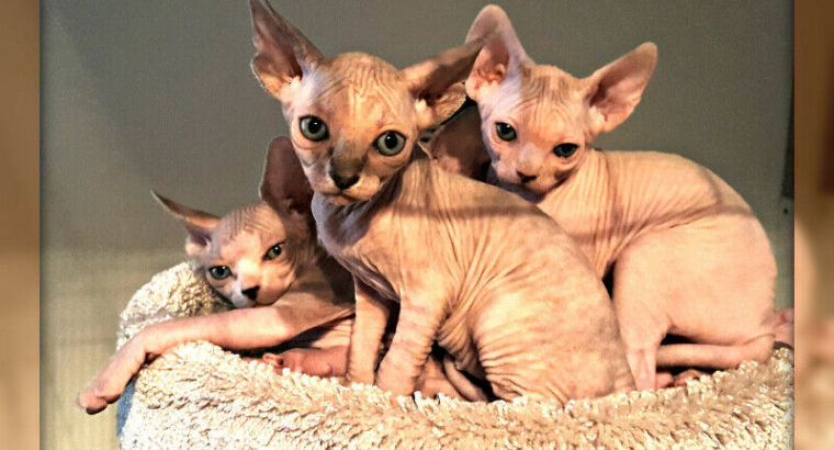 Sphynx Kittens For Sale