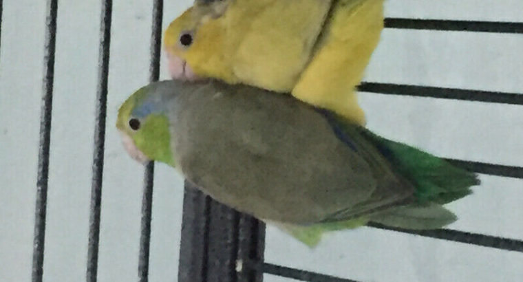 Parrotlets