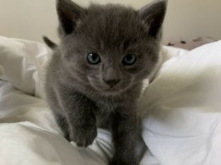 Adorable grey kitten