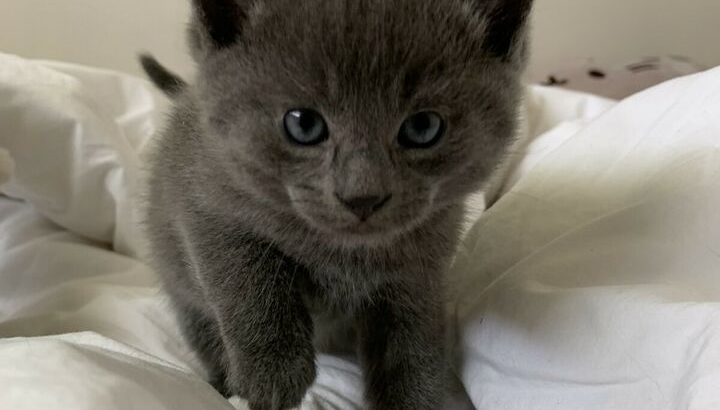 Adorable grey kitten