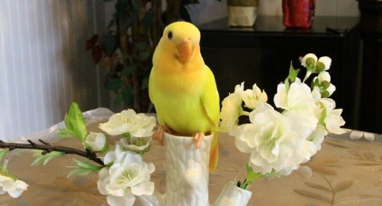 Rare, super tame Opaline Orange face Lutino baby lovebird!–SOLD