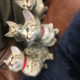 Savannah kittens F6 TICA registered