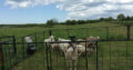 Movable fencing pen, perfect for sheep, goats, pigs or dogs