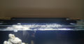 2 coralife t5 t5ho aquarium lights with bulbs