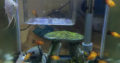 Tropical fish & 10G fish tank(aquarium) for sale