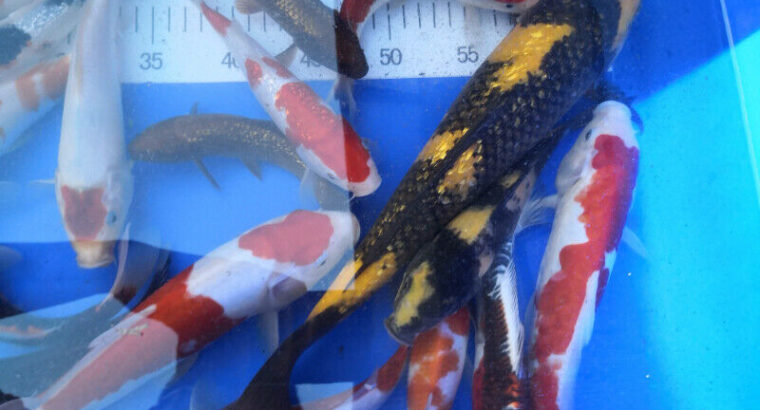 Genuine Koi Fish Flown In From Japan