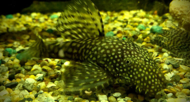 Bristlenose Plecos