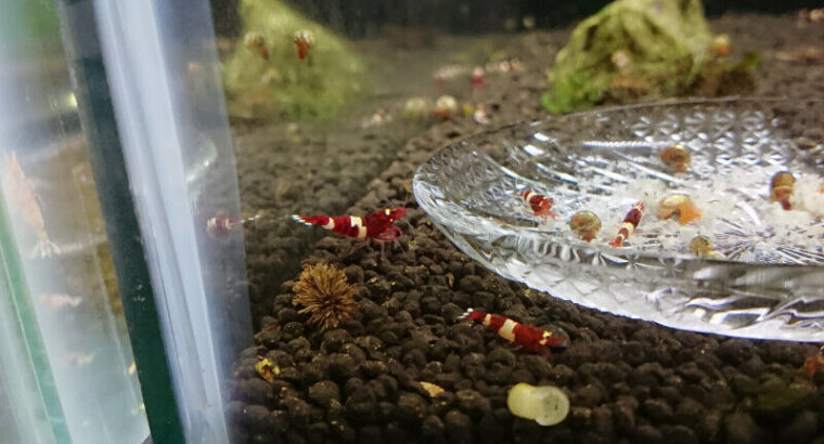 Aquatic Pet Shrimp!