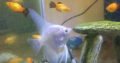 Tropical fish & 10G fish tank(aquarium) for sale