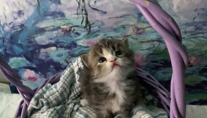 Persian X Kittens