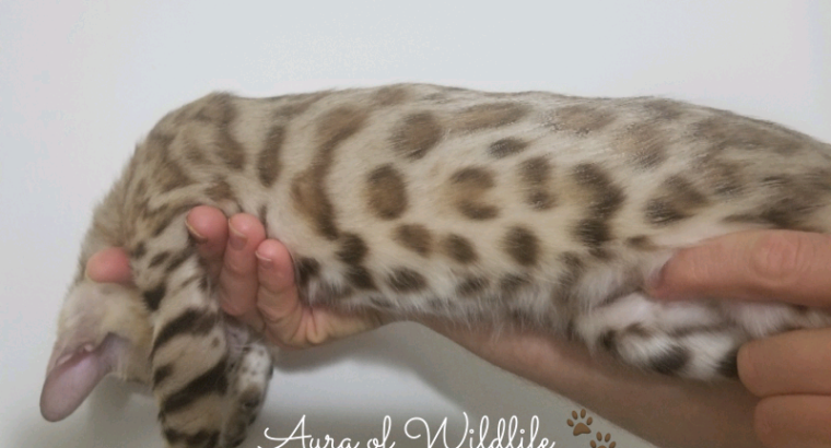 TICA registered Bengal kittens available