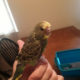English Budgies