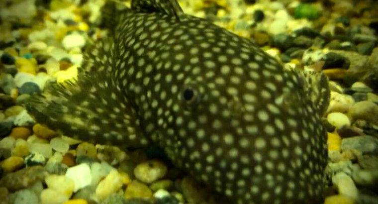 Bristlenose Plecos