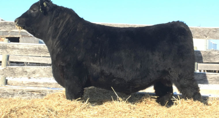 Blue Collar Bull Sale