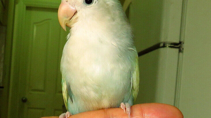 SUPER TAME handfed baby lovebird (whiteface blue)