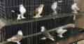 Wanted: looking for lahore / lahori pigeons