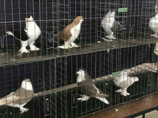 Wanted: looking for lahore / lahori pigeons