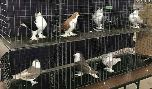 Wanted: looking for lahore / lahori pigeons