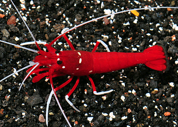 Wanted: ISO blood red fire shrimp