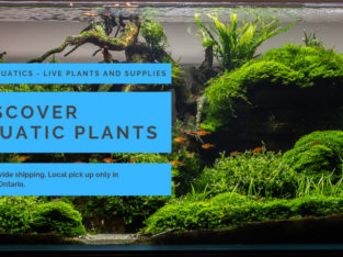 Easy Aquatic Plants, Dry Goods and Snails!