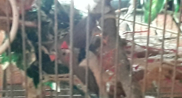 2 zebra finches with cage 100$