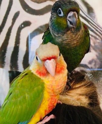 Two young conures