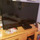 50 in. TV for sale