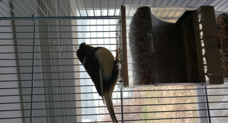 Purebred Gloster canary male