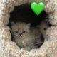 Purebred Himalayan Kittens ready for Mother’s day