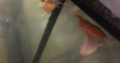 Fish for sale