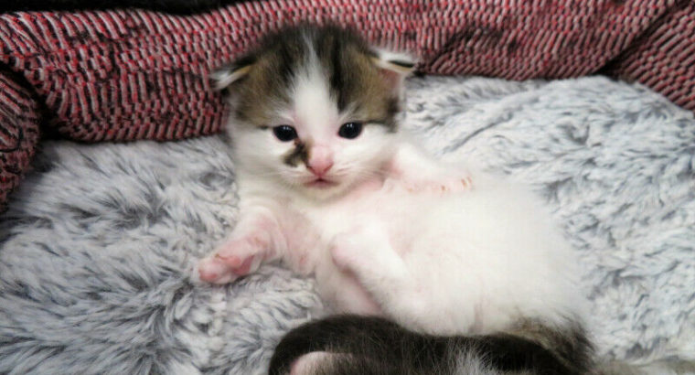 Exotic Munchkin Fold Kitten