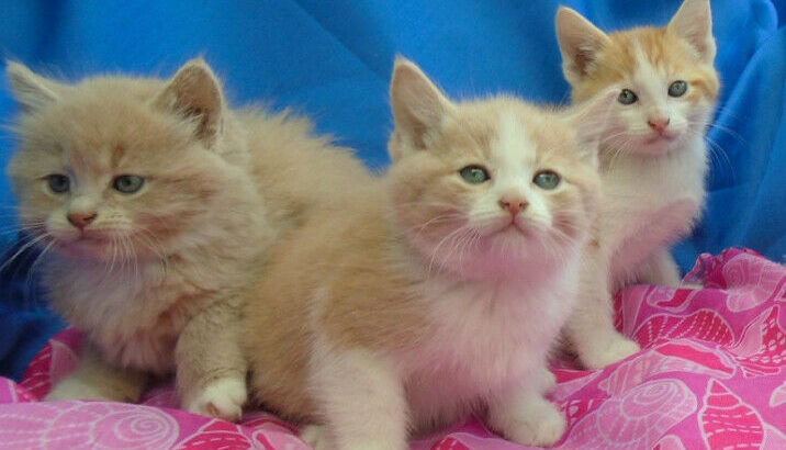 Adorable Ragdoll Kittens