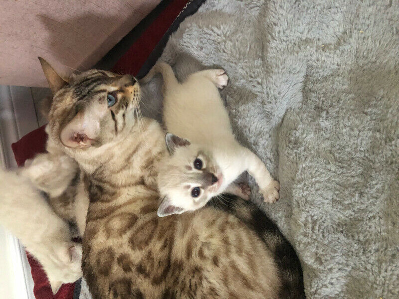 Purebred Snow Bengals…. microchipped and sterilized