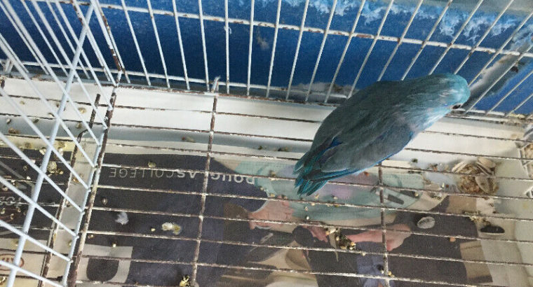 Parrotlet