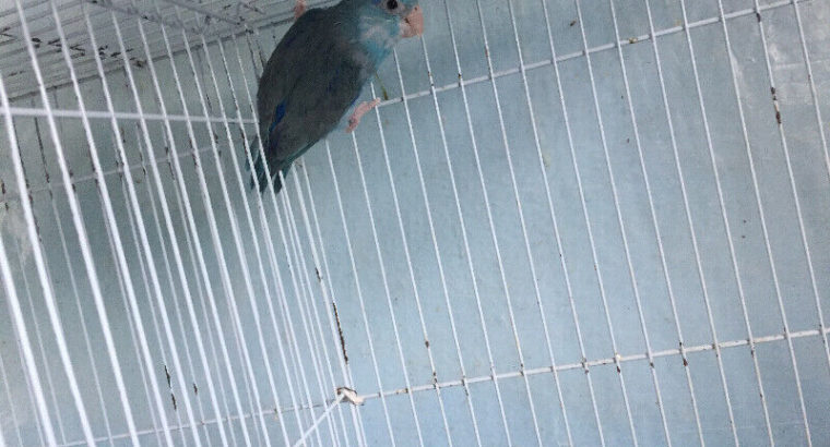 Parrotlet