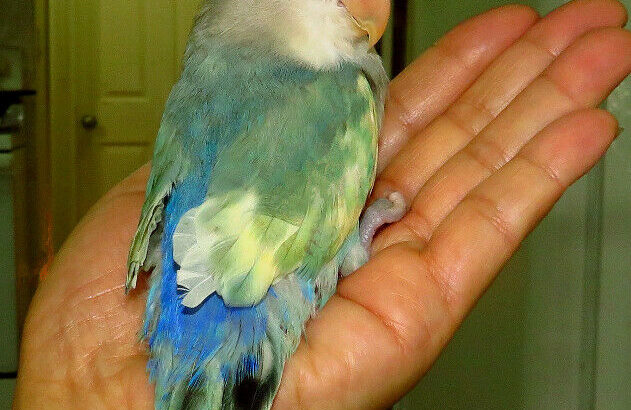 SUPER TAME handfed baby lovebird (whiteface blue)