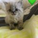 Purebred Himalayan Kittens ready for Mother’s day